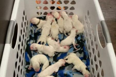 2022/02/17-Facebook-CCDalmatians.jpg