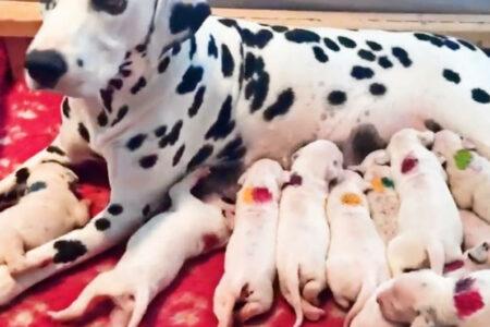 2022/02/56-Facebook-CCDalmatians.jpg
