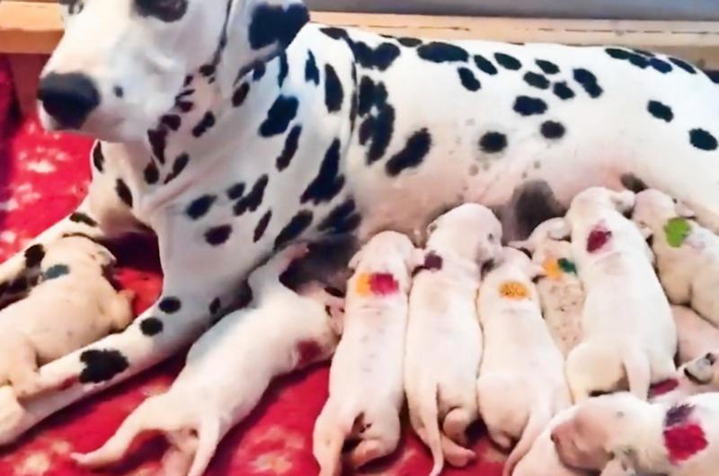 So Many Puppies