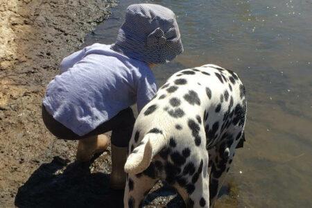 2022/02/15-Facebook-CCDalmatians.jpg