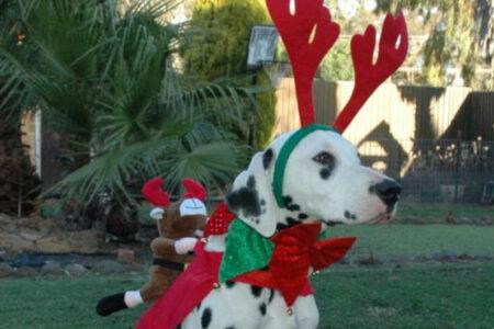 2022/02/13-Facebook-CCDalmatians.jpg