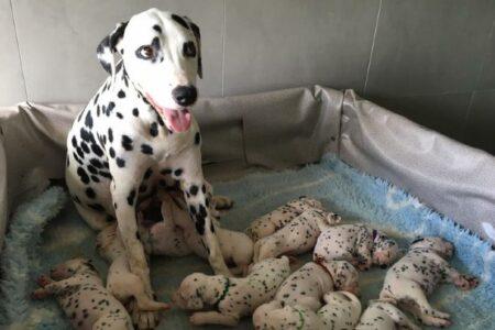 2022/02/11-Facebook-CCDalmatians.jpg