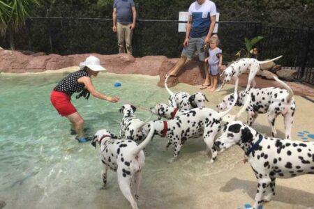2022/02/7-Facebook-CCDalmatians.jpg