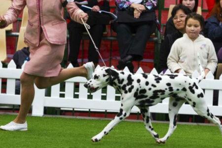 2022/02/6-Facebook-CCDalmatians.jpg
