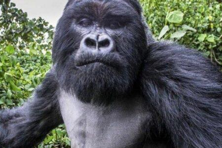 2022/02/gorilla1_06212021_52400-768w-1.jpg