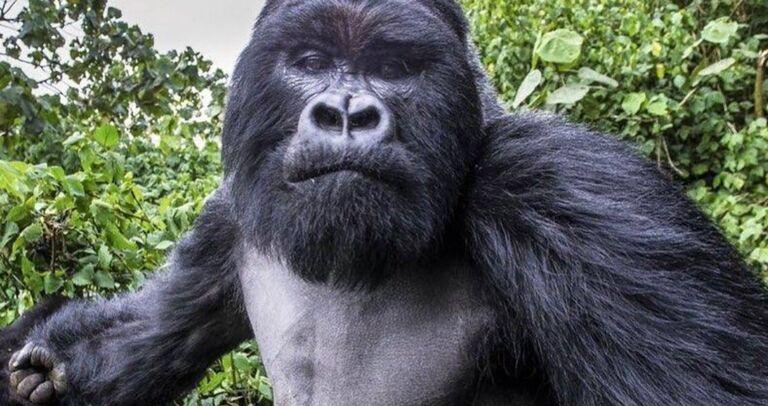 Scientists Release New Footage From Robot Gorilla