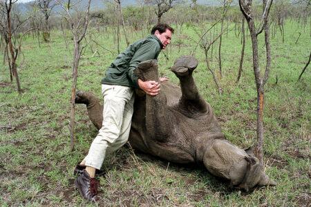 South African Reserve Captures Auctioned Rhinos