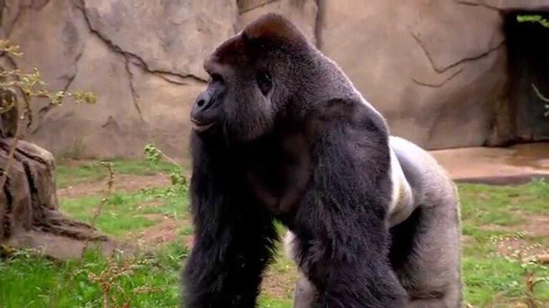 Harambe
