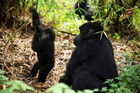 COG: Endangered Gorillas