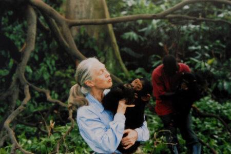 Jane Goodall, English primatologist, ethologist, and anthropologist, with a chimpanzee in her arms, c. 1995