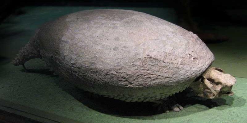 The Mystery Of The Glyptodons