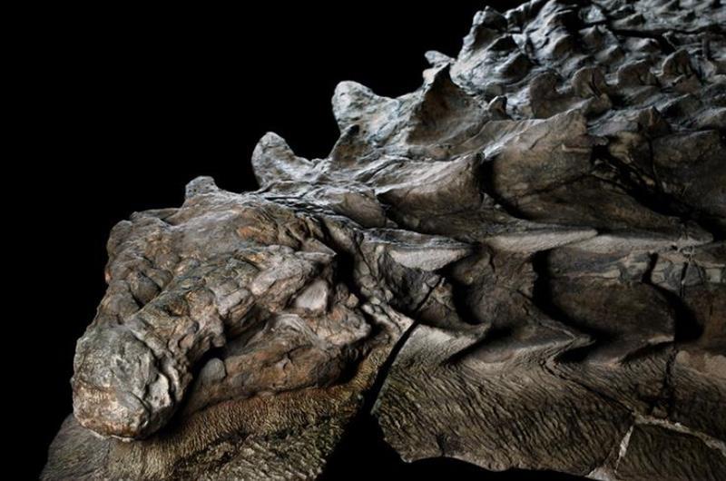 The Dinosaur