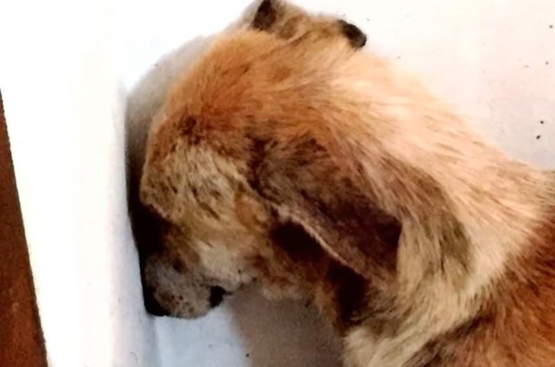 Sad Dog