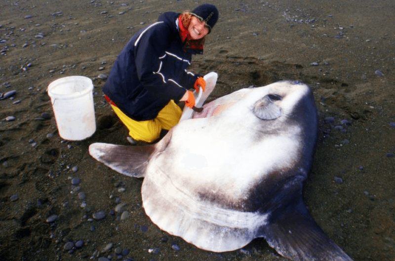 SunFish