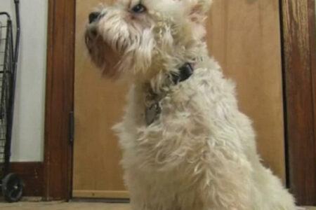 2022/02/21-YouTube-BARK.jpg