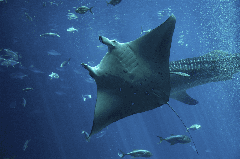 A Happy Manta Ray