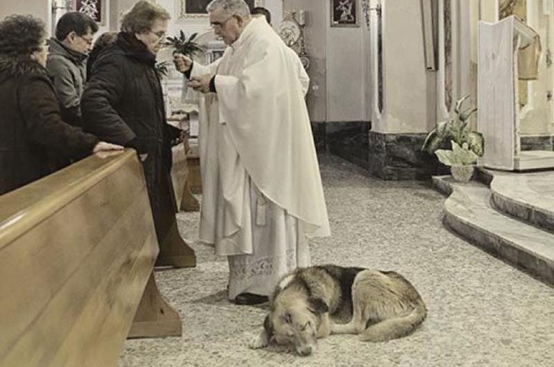 Heartbroken Dog