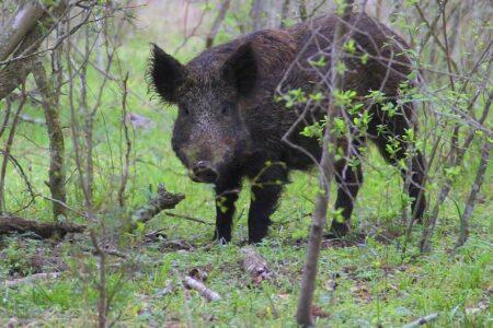2022/02/hog2-768w-1.jpg