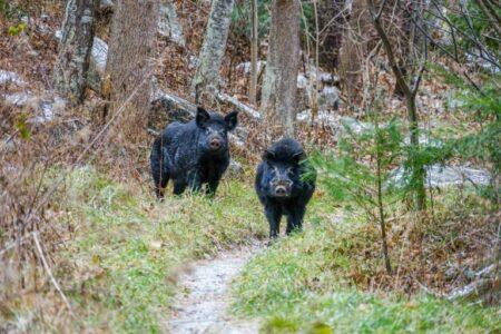 2022/02/hogs2-768w-1.jpg