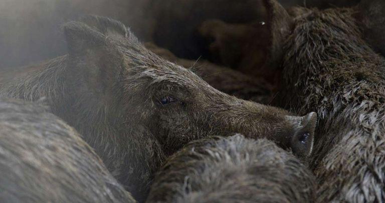 Wild Hogs That Once Grabbed Headlines Are Now Posing A Very Real Threat