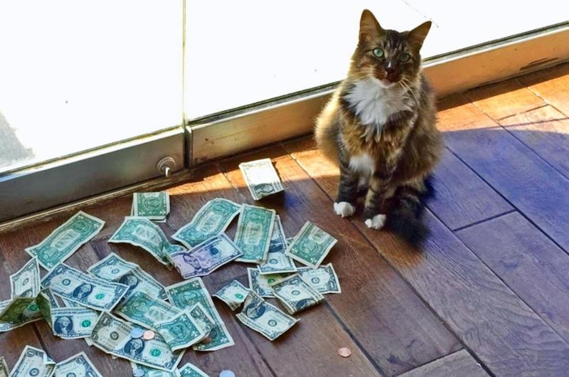 Sneaky Kitty