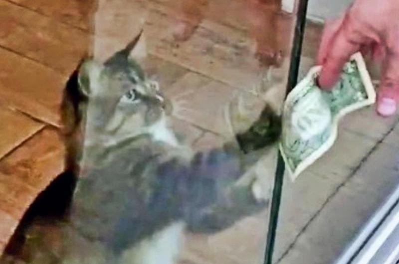 Money Grabber