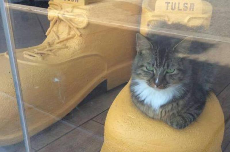 Office Kitten