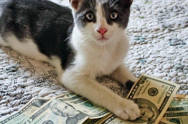 Cat Burglar