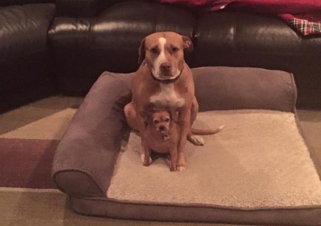 Fostered Together