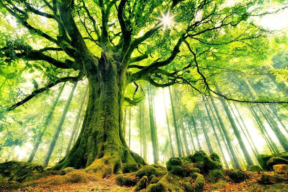 Strange Trees