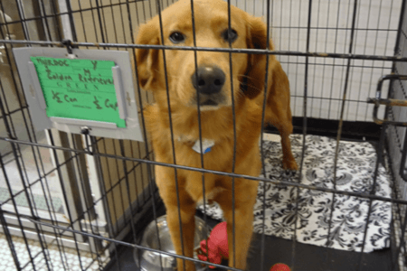 2022/02/18-Chloes-School-For-Dogs-Facebook.png