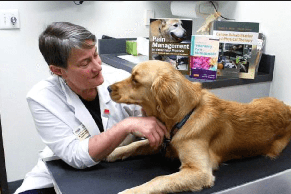 Trip To The Vet