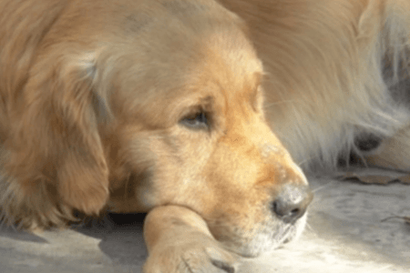 2022/02/11-Paws-Animal-Rescue-Facebook.png