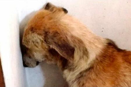 2022/02/10-Paws-Animal-Rescue-Facebook.jpg