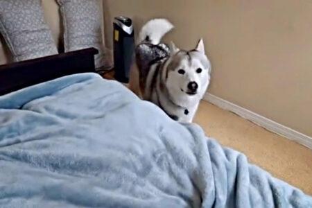 2022/02/5-Husky-Mama-Rumble.jpg