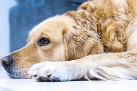 2022/02/4-Golden-Meadows-Retrievers-Instagram.png