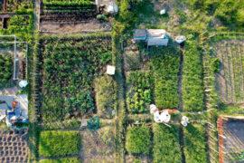 Urban,Gardening.,City,Urbanized,Vegetable,Garden.,Aerial,View.,Growing,,Farming