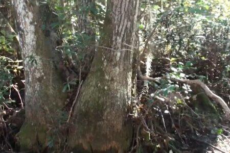 2022/02/7-YouTube-Okefenokee-Swamp-Park.jpg