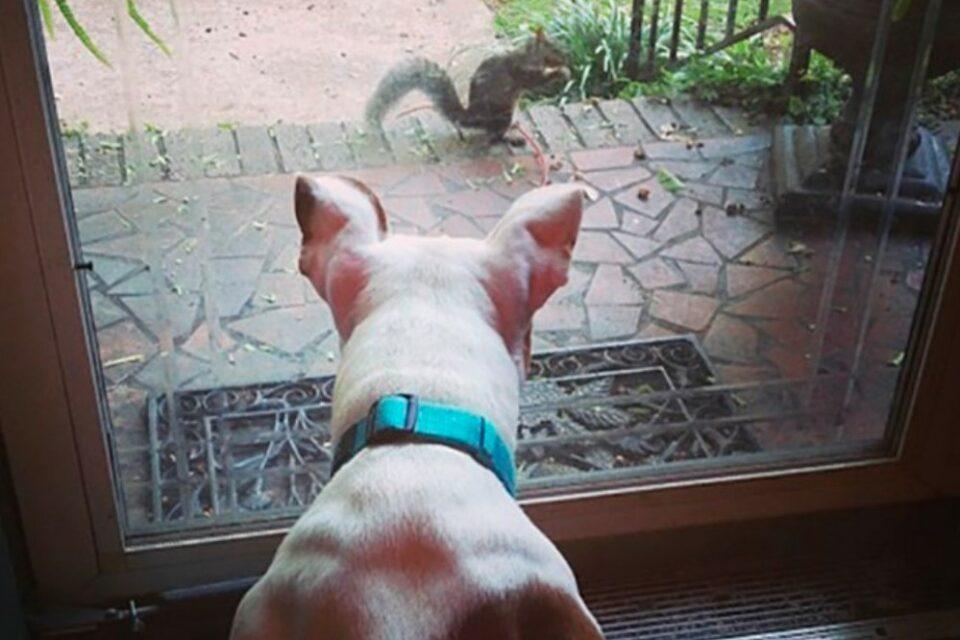 The Plight Of The Red Squirrel