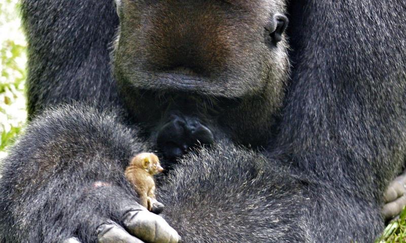 Paternal Instincts
