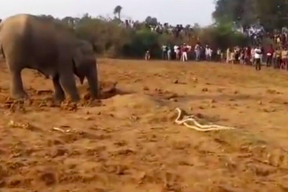 Returning To Her Calf