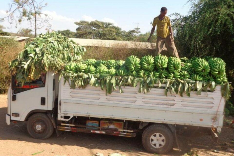Trucks Of Bananas
