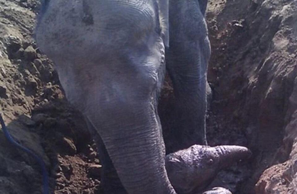 Baby Elephant