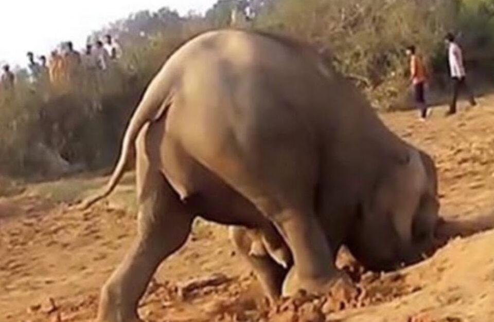 Determined Animal