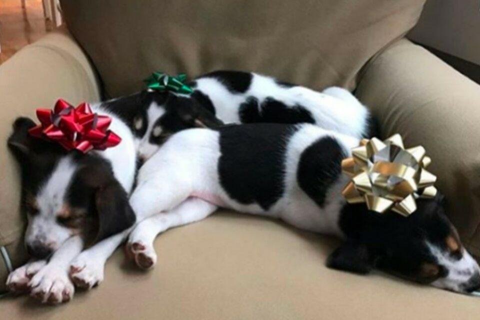Forever Home