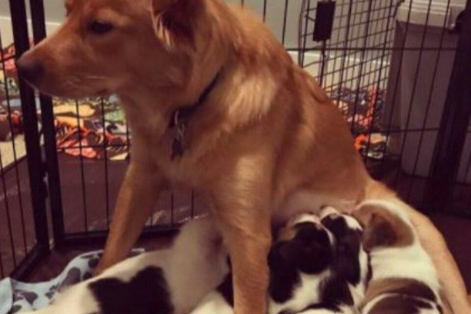 Unwanted Litters