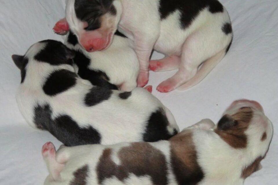 Cows, Not Puppies