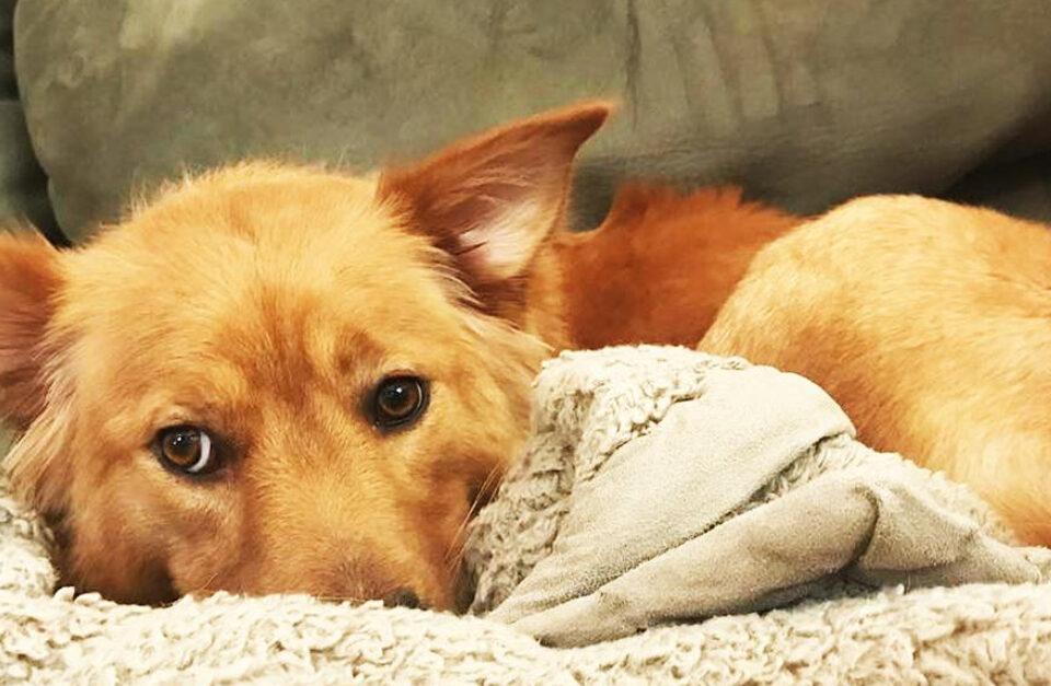 Pregnant Dog