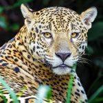 Jaguars,From,The,Pantanal,,Brazil.