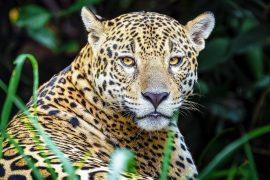 Jaguars,From,The,Pantanal,,Brazil.